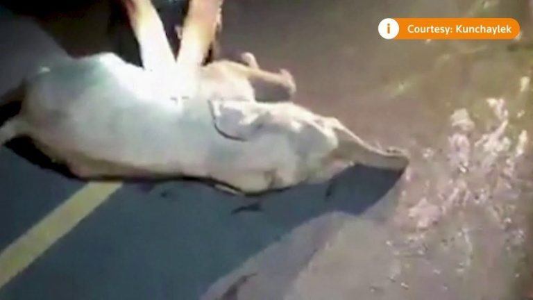 Reddingswerker reanimeert babyolifant in uniek moment: “Is mijn instinct om levens te redden” (video)
