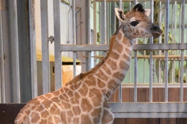 CUTE! Rothschildgirafje Kamala geboren in Bellewaerde