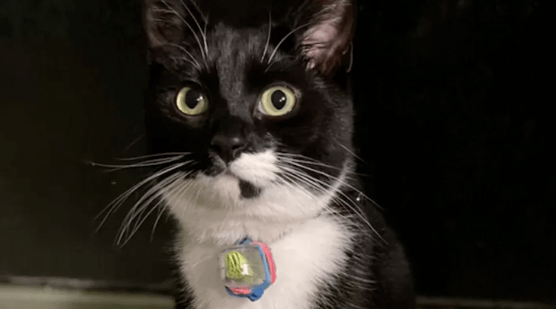 Schattige kater speelt postbode en zorg voor unieke pennenvriendschap tussen buren (foto’s)