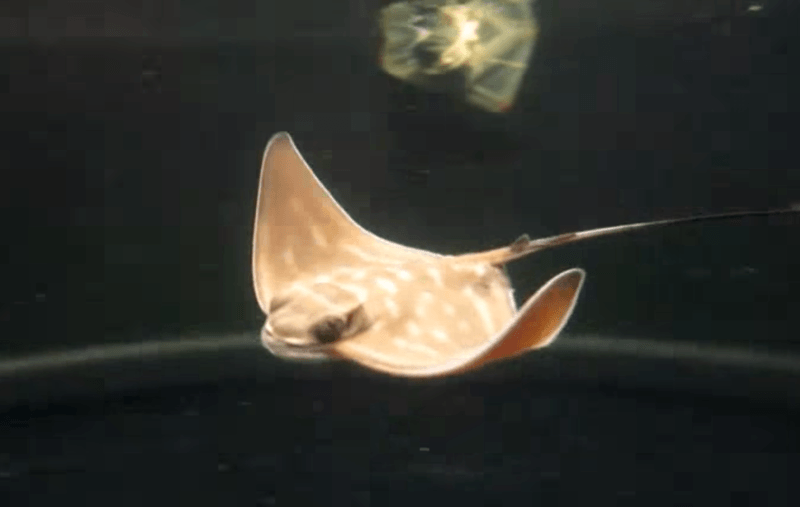 BIZAR. Kleine adelaarsroggetjes geboren in aquarium waar enkel vrouwtjes zwemmen