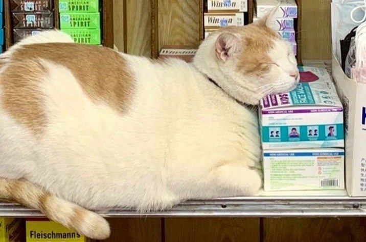 CUTE. Deze katten maakten van New Yorkse buurtwinkels hun huis (foto’s)