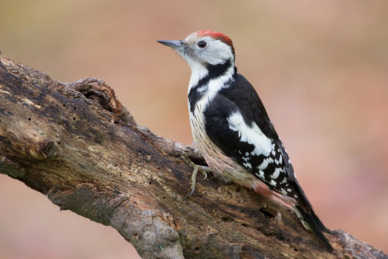 Het Grote Vogelweekend van Natuurpunt: zo tel je mee