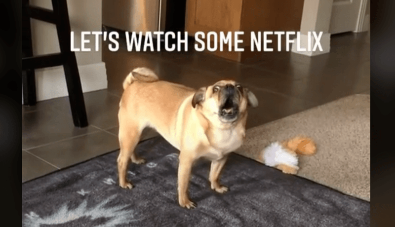 WTF. Hond gaat viraal met bizar geschreeuw (video)