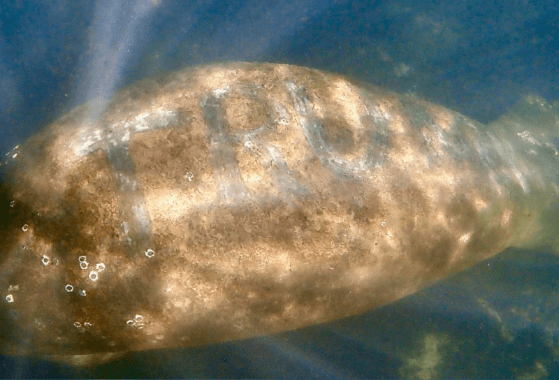 WTF. Bedreigde diersoort met ‘Trump’ op rug geschreven schockt natuurbescherming