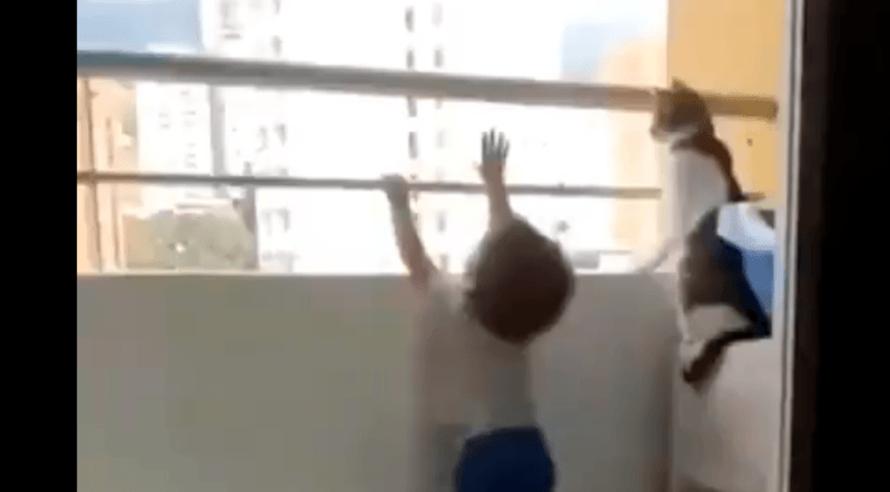 Held met snorharen: kat verhindert dat peuter van balkon stort (video)