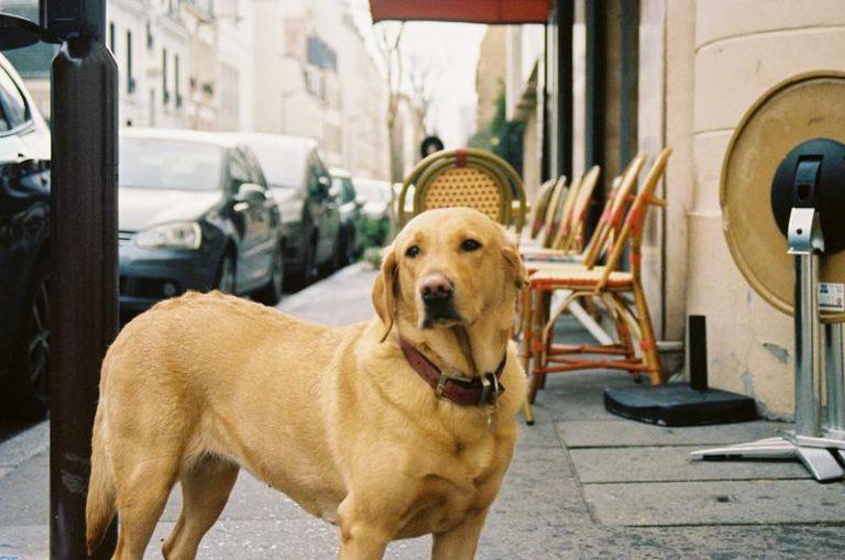Geduldige hond die dagenlang aan ziekenhuis wachtte, ziet genezen baasje voor het eerst terug (video)