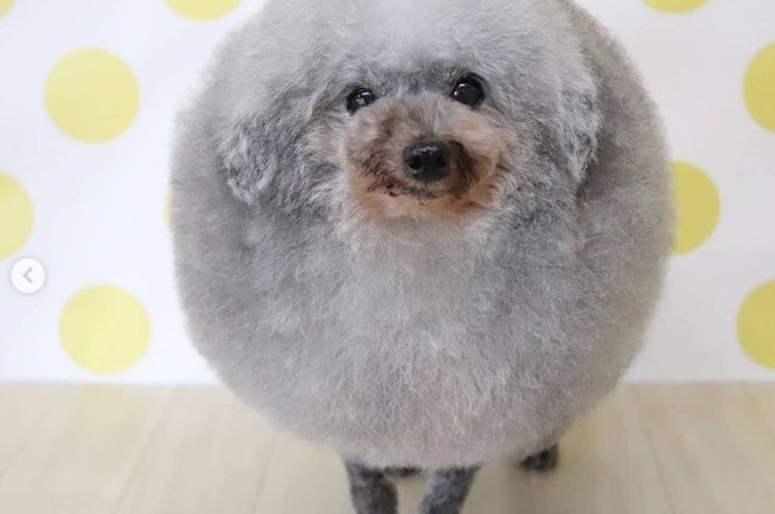 SCHATTIG. Deze poedel lijkt wel een schaapje door zijn bijzonder kapsel (foto’s)