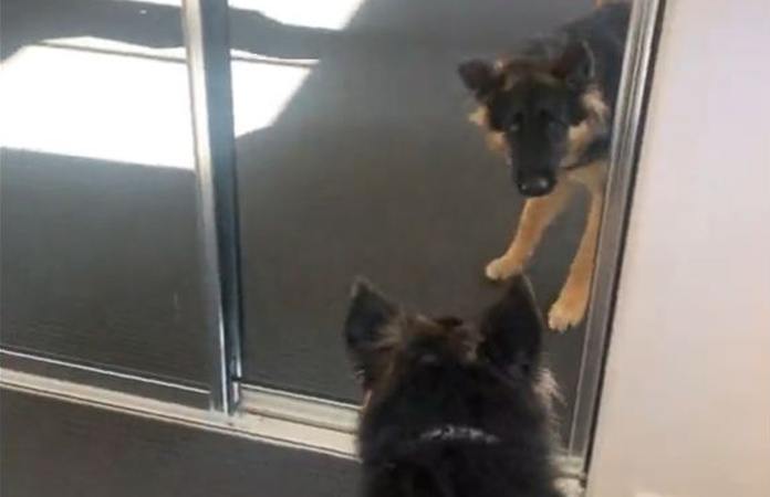 Hond ziet zichzelf voor het eerst in de spiegel. Haar reactie? HILARISCH! (video)