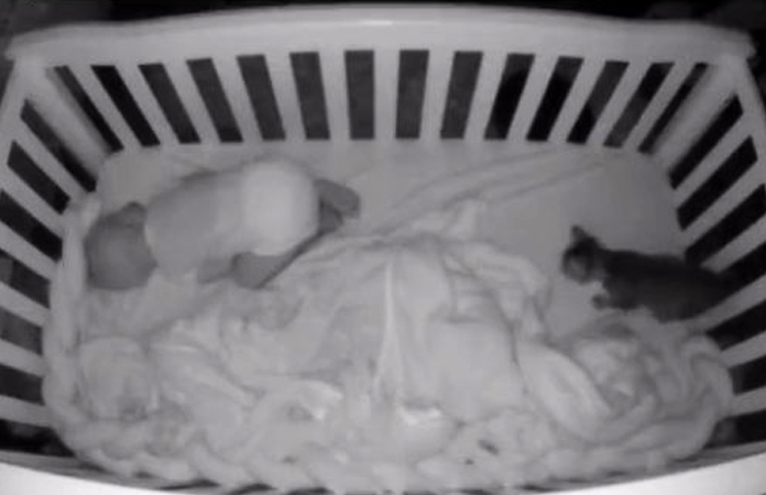 Kitten kruipt bij baby in bed. De reactie van het kindje is TE SCHATTIG! (video)