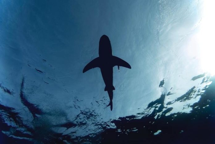 OH NEE. Er zwemmen steeds minder roggen en haaien in de oceaan