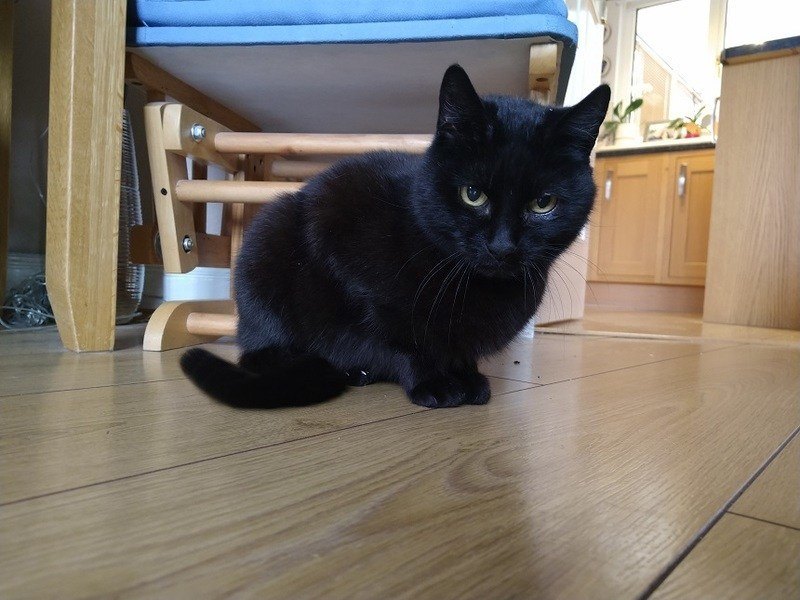 CUTE. Kat keert na vier jaar terug naar huis