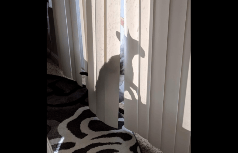 Deze kat is zo ‘creepy’ dat exorcisten zich spontaan aanbieden: “Sluit hem op en bid dat de demon weggaat” (foto’s)