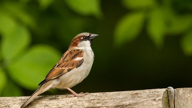 Deze vogel onttroont de koolmees als nummer 1 in Vlaamse tuinen