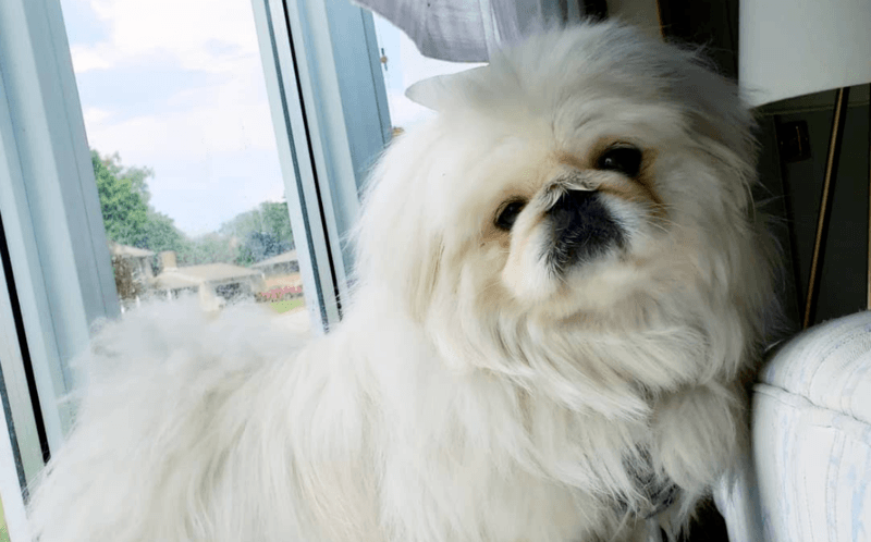 Vrouw ziet snoetje van haar hond in stuk banaan: “Zo treffend, lijkt wel gefotoshopt” (foto)