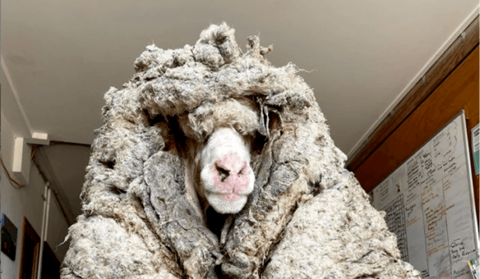 BIZAR. Schaap ondergaat ware transformatie en is nu 35 kilo lichter (video)