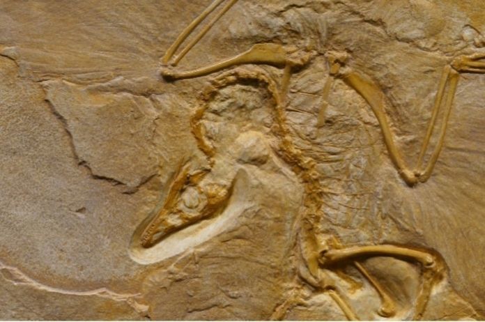 WOW. Overblijfselen van ‘grootste’ dinosaurus ooit gevonden