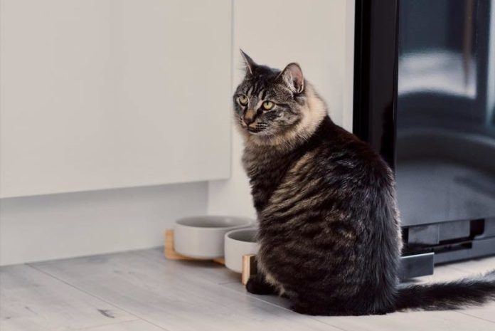 Deze etenswaren mag je nooit aan je kat geven