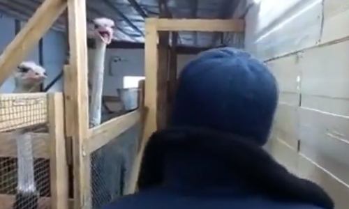 HILARISCH: Man bedwingt dreigende struisvogel met héél duidelijk gebaar (video)