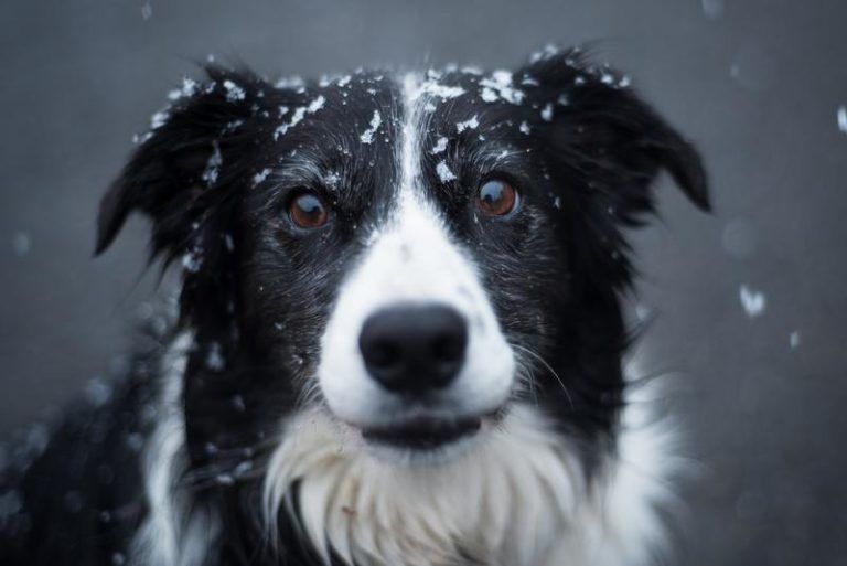Amerikaan maakt via erfenis van zijn hond een multimiljonair (video)