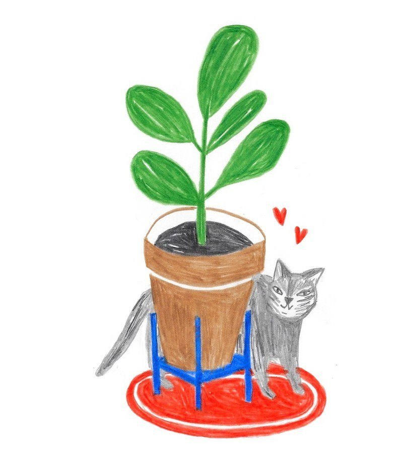 Hoe verpot je je planten? Een beginnersgids