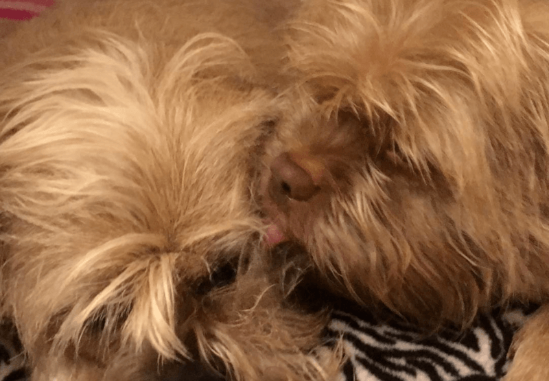 Hondje met “menselijk” gezicht zorgt voor verwarring: “Omg, het lijkt mijn oma wel” (foto’s)
