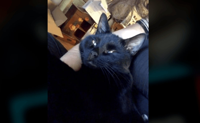 Vrouw wanhopig omdat ze haar kat niet meer vindt, maar die heeft zich héél goed verstopt… (video)