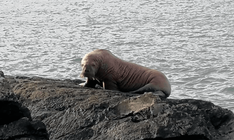 Gigantische walrus maakt uitzonderlijke verschijning in Ierland: “Mogelijk in slaap gevallen op drijvende ijsschots” (video)