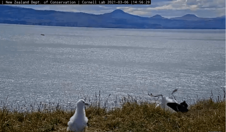 OEPS. Vogel gaat viraal met hilarische landing op livestream (video)