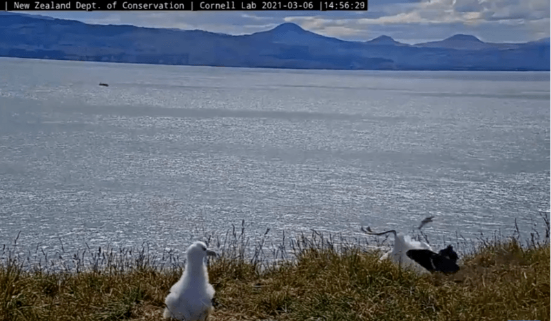 OEPS. Vogel gaat viraal met hilarische landing op livestream (video)