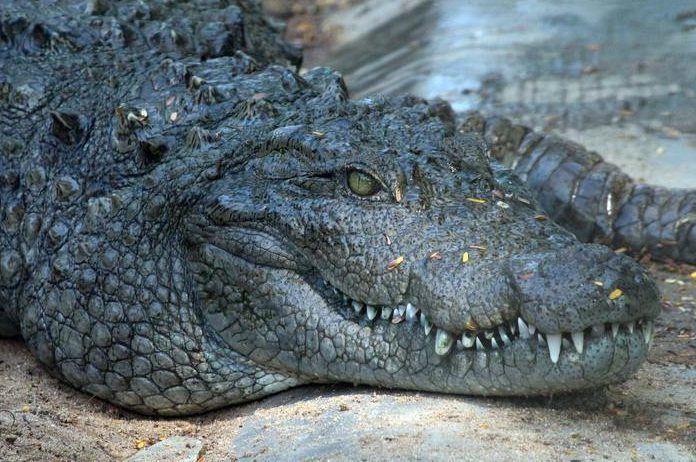 BIZAR. Vreemde pose van deze ‘bevroren’ alligators heeft een bijzondere verklaring (foto’s)