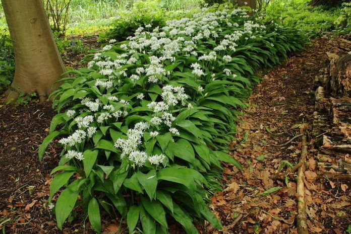 Koken met onkruid: wat dacht je van paardenbloemlimonade?