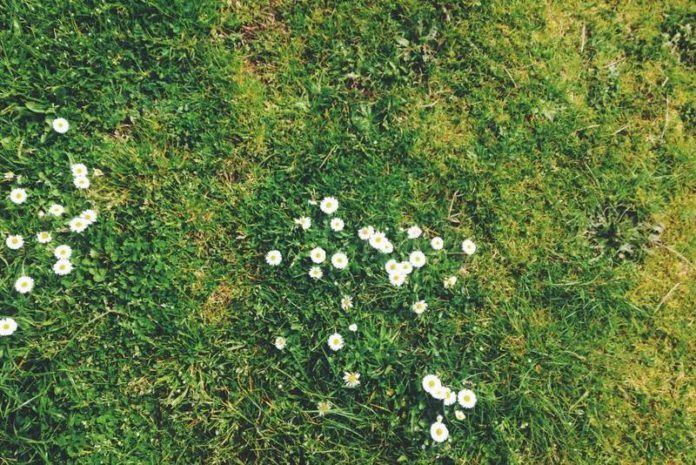 ByeByeGrass roept op gazon tot 1 mei niet te maaien