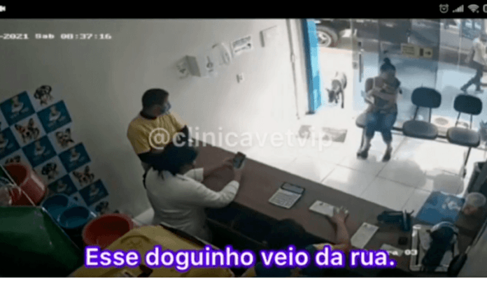 WOW. Zieke zwerfhond strompelt dierenkliniek binnen op zoek naar hulp (video)