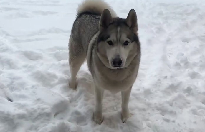 HUH? Hond zegt letterlijk ‘nee’ wanneer baasje hem naar binnen roept (video)