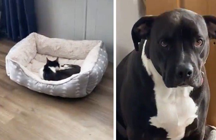 HILARISCH! Kitten palmt mand van hond in. De reactie van de hond? Tja… (video)