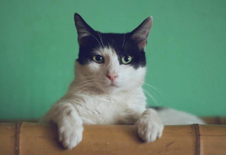 Houdt je kat meer van het ene baasje dan de ander?