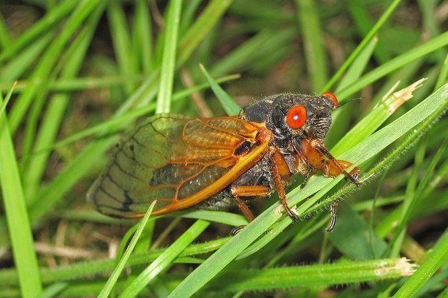BIZAR. Dit luide natuurverschijnsel doet zich voor het eerst in zeventien jaar voor
