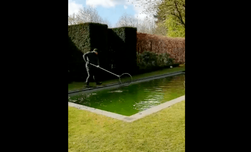 Heverlees zwembad krijgt onverwacht bezoek van wild dier: “Voelde zich duidelijk op zijn gemak”