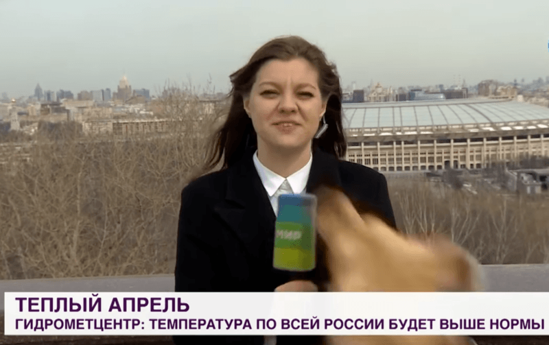 HILARISCH. Speelse hond steelt naast de show ook iets anders tijdens liveverslag… (video)