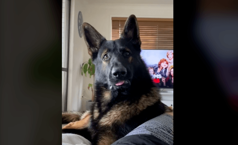 Drugshond op pensioen hoort het woord “cocaïne”. Zijn reactie? Hilarisch! (video)