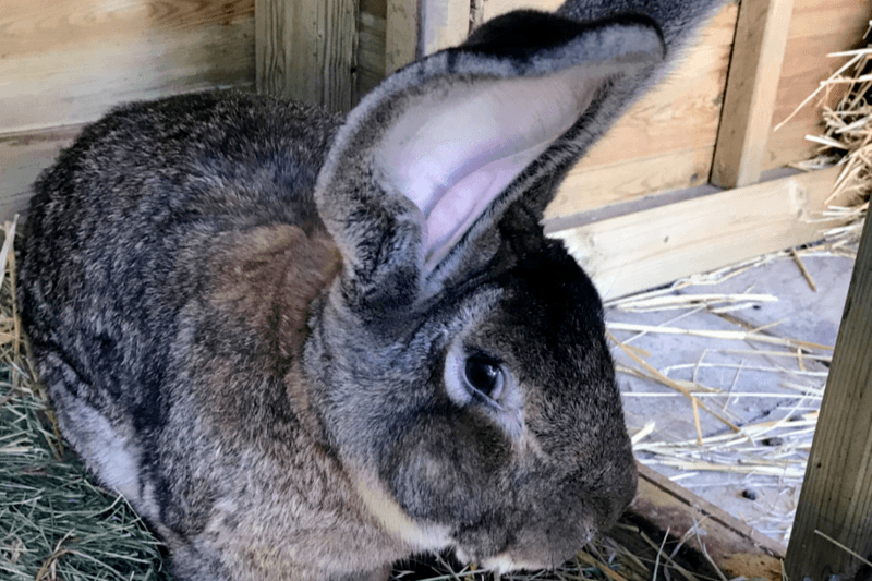 Ex-Playboymodel looft stevige beloning uit aan wie grootste konijn ter wereld teruggeeft