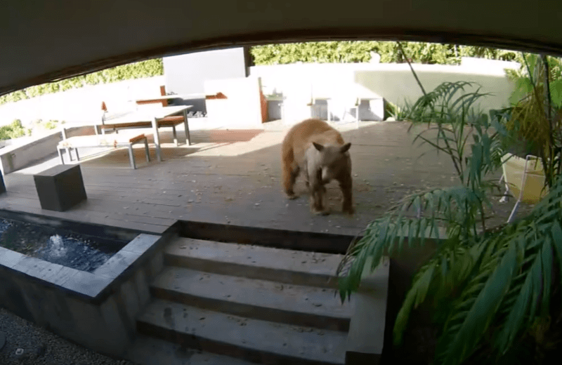 Gigantische beer dringt huis binnen, maar dat is zonder deze twee keffertjes gerekend… (video)