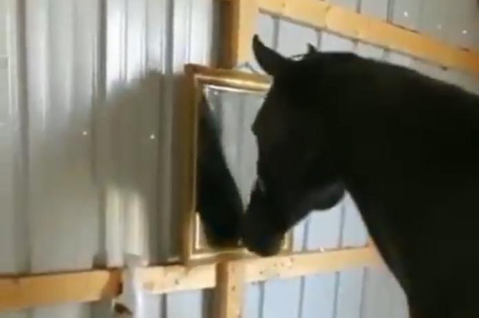 HILARISCH. Paard ontdekt spiegel en is meteen geïntrigeerd (video)