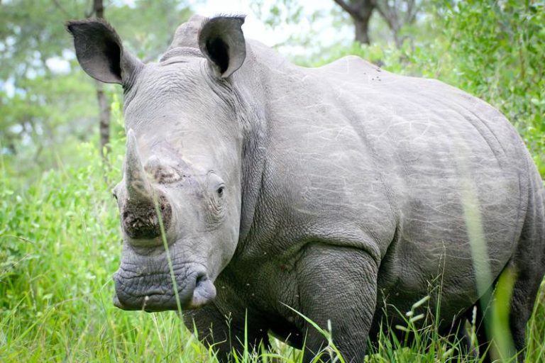 Tijgers en olifanten sturen Nepalese neushoorntelling in de war