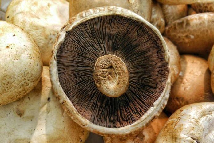 Een paddenstoel per dag houdt de dokter (en de kanker) weg