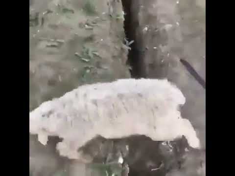 Blunderend schaap gaat viraal met domme maar hilarische actie (video)