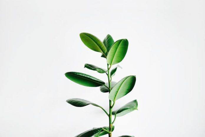 BIZAR. Studenten ontwerpen bijzondere plant die zorgt voor gezondere klaslokalen