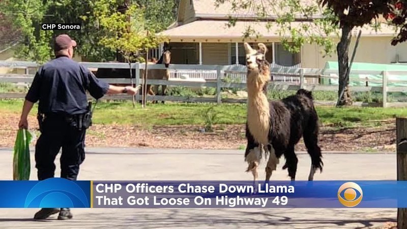 Ontsnapte lama strekt de benen op Amerikaanse snelweg