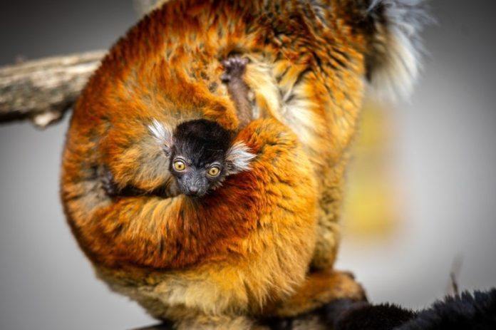 JOEPIE! Voor het eerst moormaki geboren in Zoo Planckendael