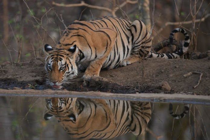 WOW. Siberische tijger zaait angst in Chinees dorp